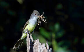 Brown-crested Flycatcher