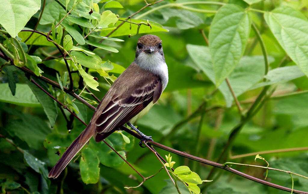 Brown-crested Flycatcher