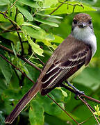 Brown-crested Flycatcher