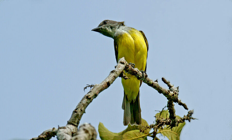 Sulphury Flycatcher