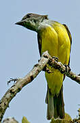 Sulphury Flycatcher