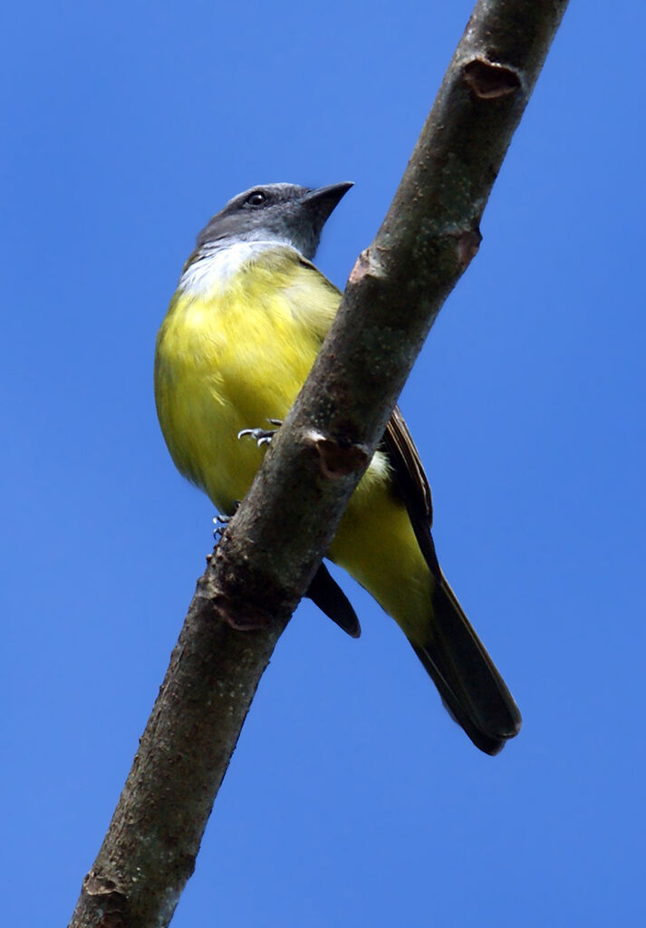 Sulphury Flycatcher