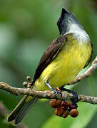 Sulphury Flycatcher