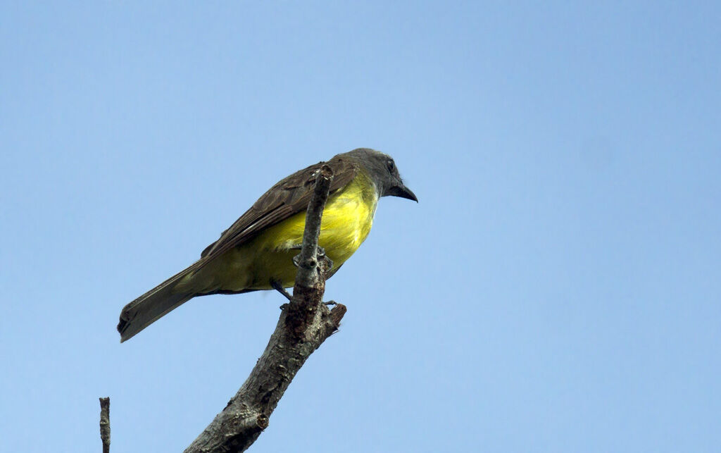 Sulphury Flycatcher