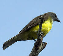 Sulphury Flycatcher