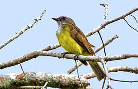 Sulphury Flycatcher