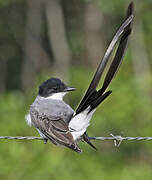 Fork-tailed Flycatcher