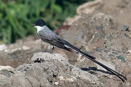 Fork-tailed Flycatcher