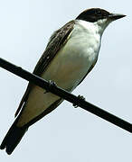 Fork-tailed Flycatcher