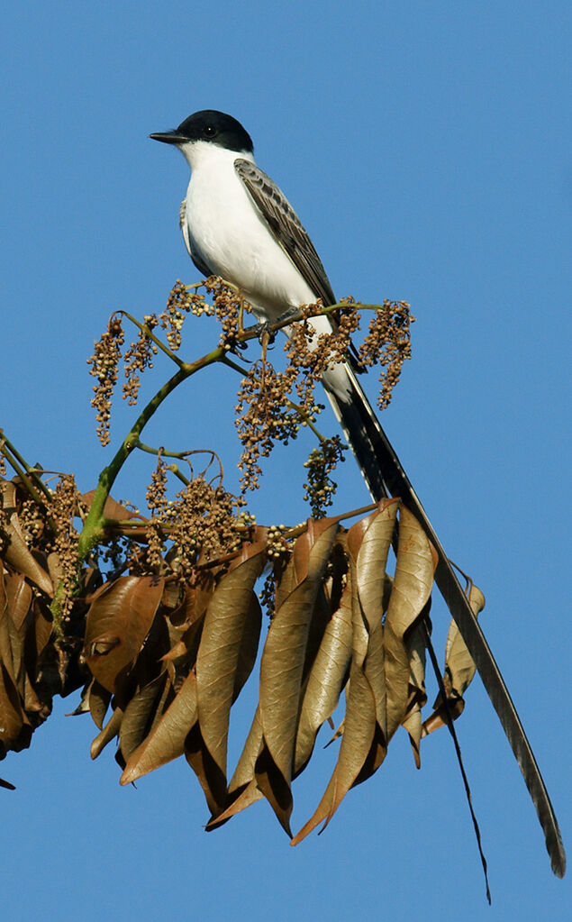 Fork-tailed Flycatcher male adult