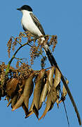 Fork-tailed Flycatcher