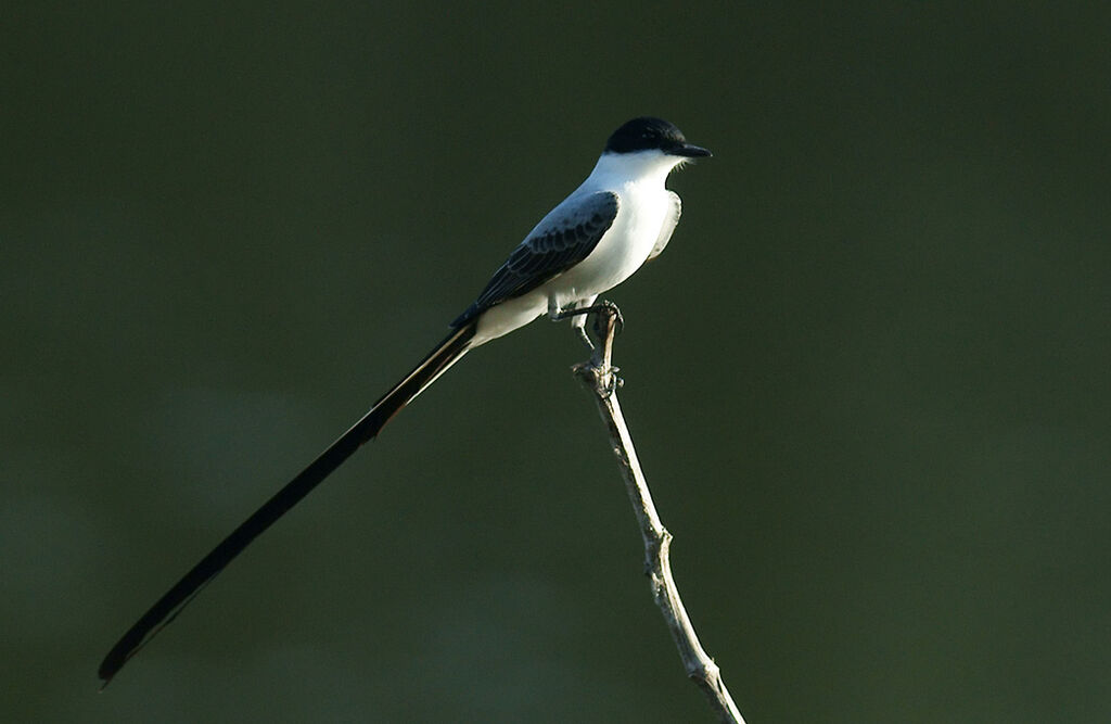 Tyran des savanes mâle adulte, identification