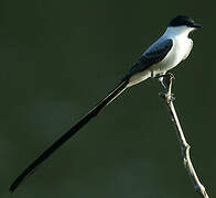 Fork-tailed Flycatcher