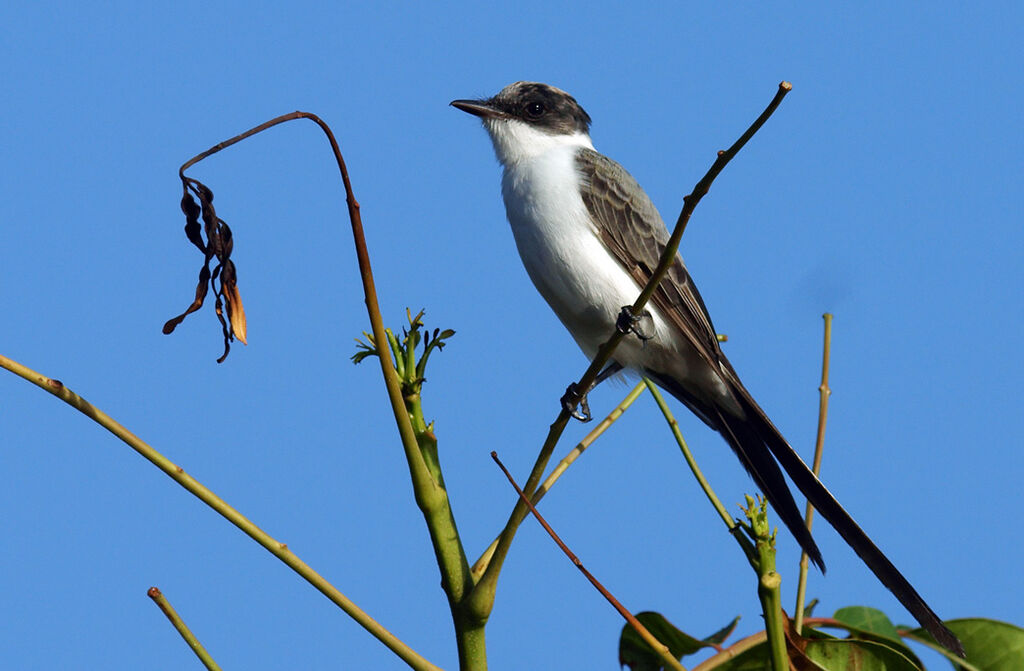 Fork-tailed Flycatcher