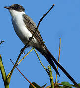 Fork-tailed Flycatcher