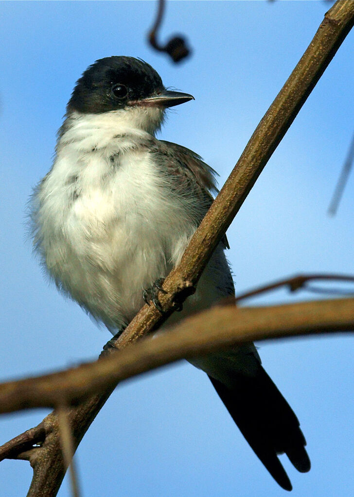 Tyran des savanes mâle, identification