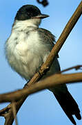 Fork-tailed Flycatcher