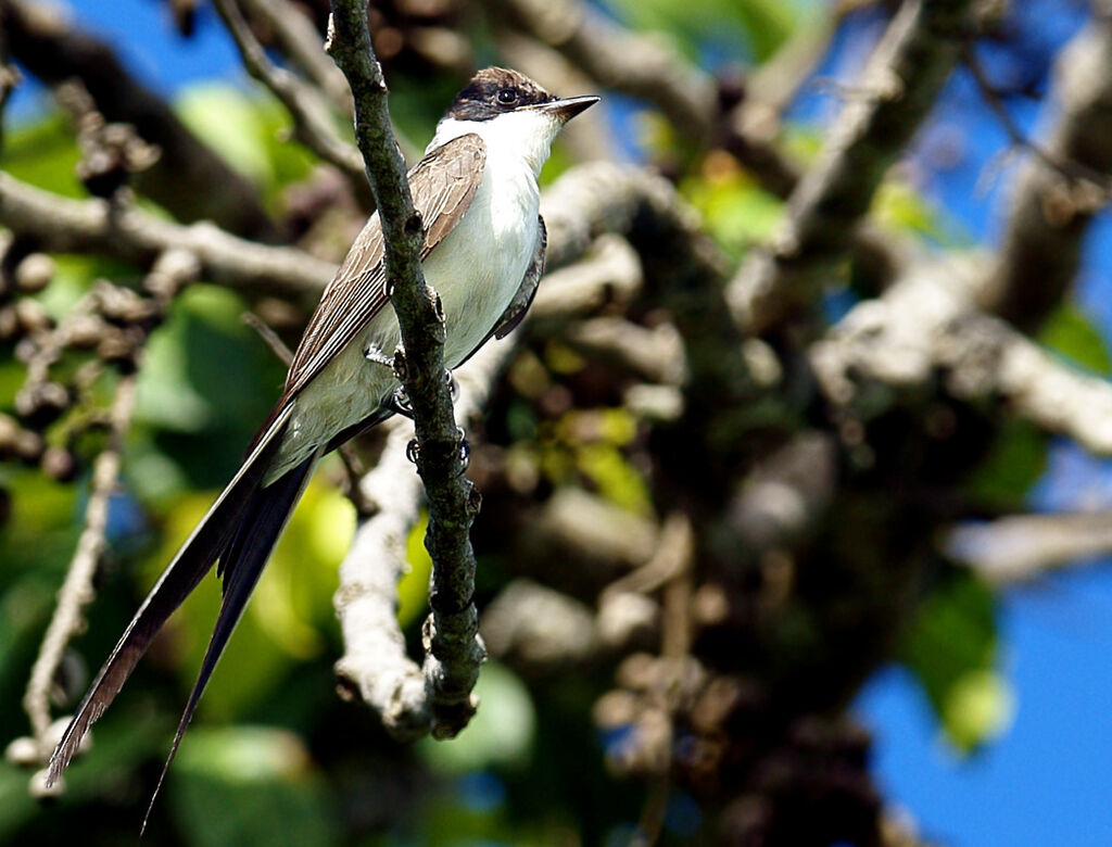 Fork-tailed Flycatcher male adult