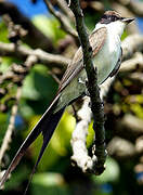 Fork-tailed Flycatcher