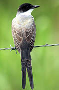 Fork-tailed Flycatcher