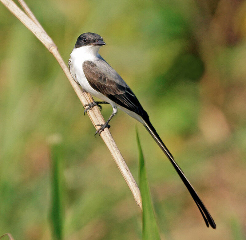 Fork-tailed Flycatcher male adult