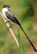 Fork-tailed Flycatcher