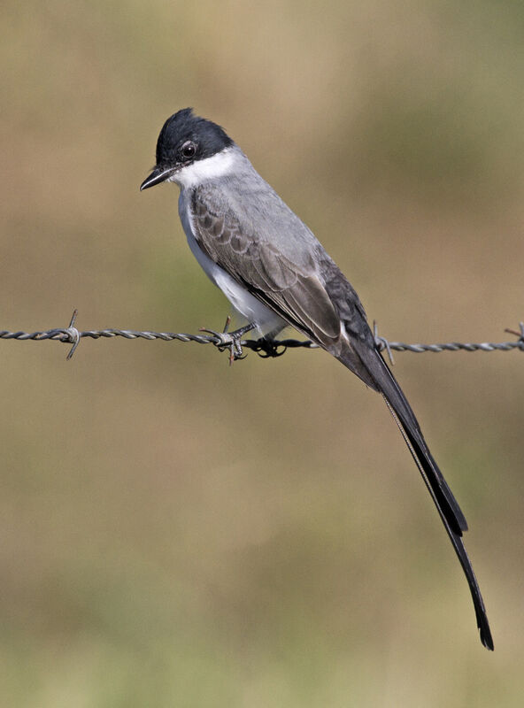 Fork-tailed Flycatcher male adult