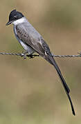 Fork-tailed Flycatcher