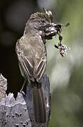 Short-crested Flycatcher