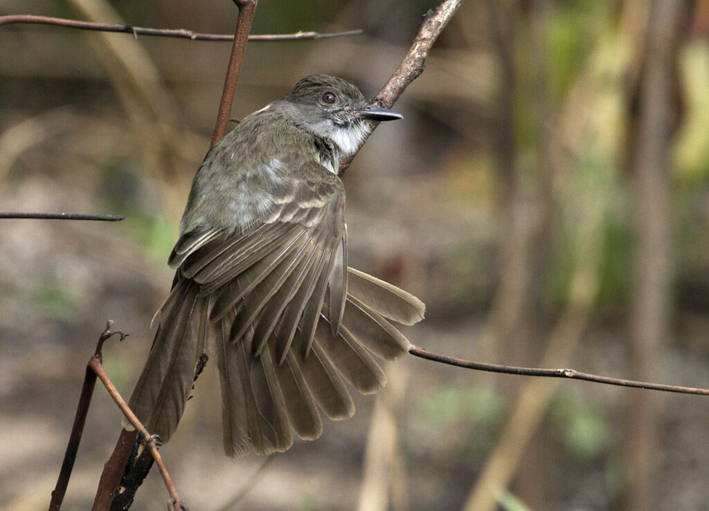 Short-crested Flycatcher