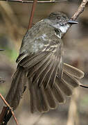 Short-crested Flycatcher