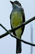 Short-crested Flycatcher