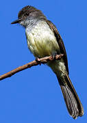 Short-crested Flycatcher