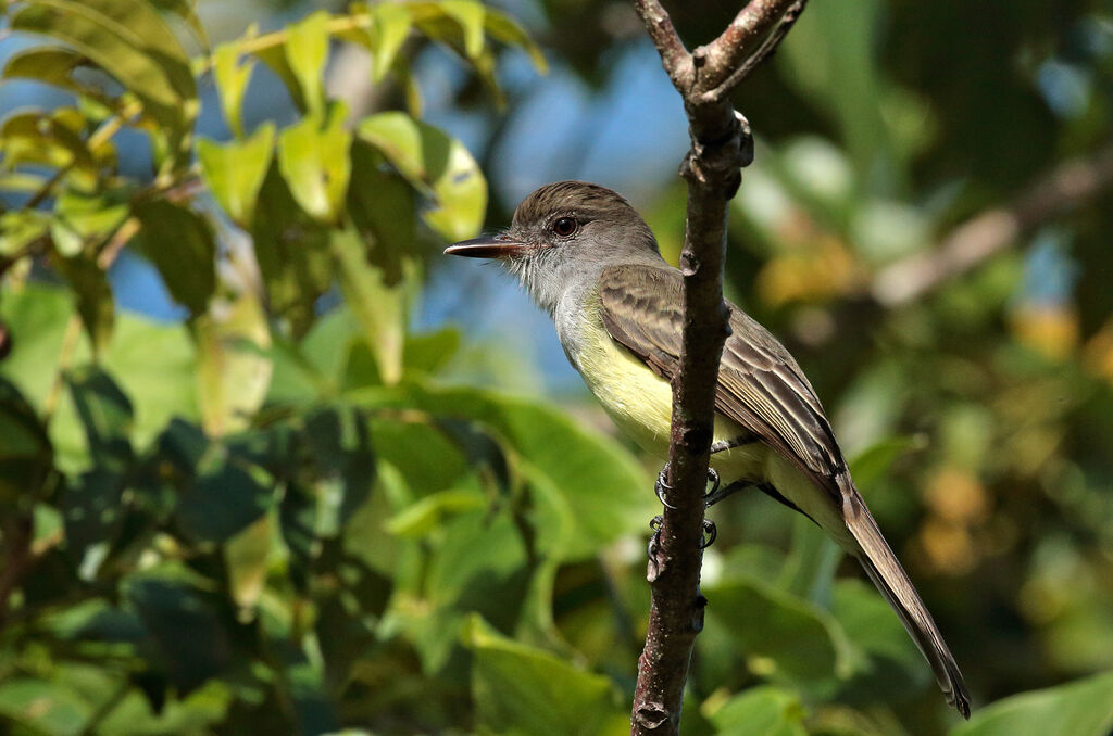 Short-crested Flycatcher