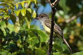 Short-crested Flycatcher