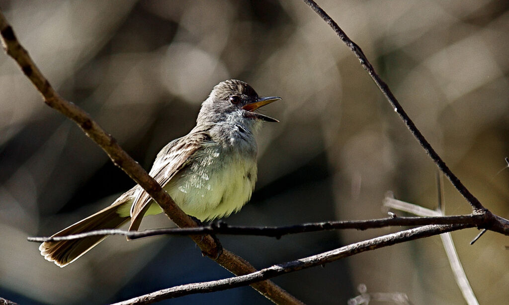 Short-crested Flycatcher