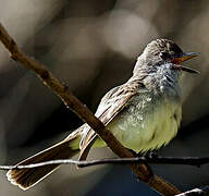 Short-crested Flycatcher