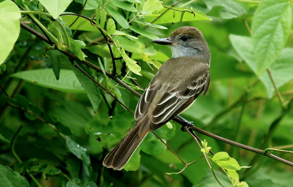 Short-crested Flycatcher