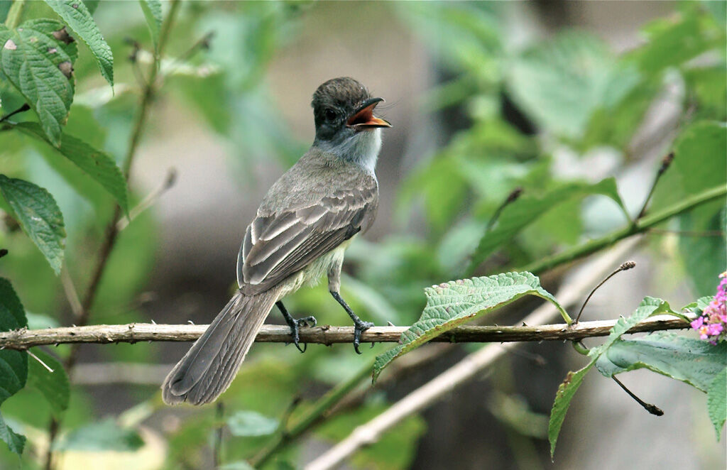 Short-crested Flycatcher