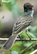 Short-crested Flycatcher