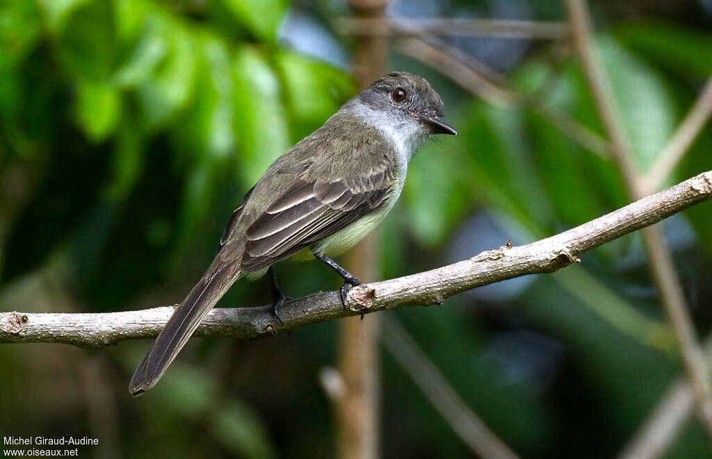 Short-crested Flycatcheradult, identification