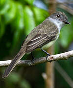 Short-crested Flycatcher