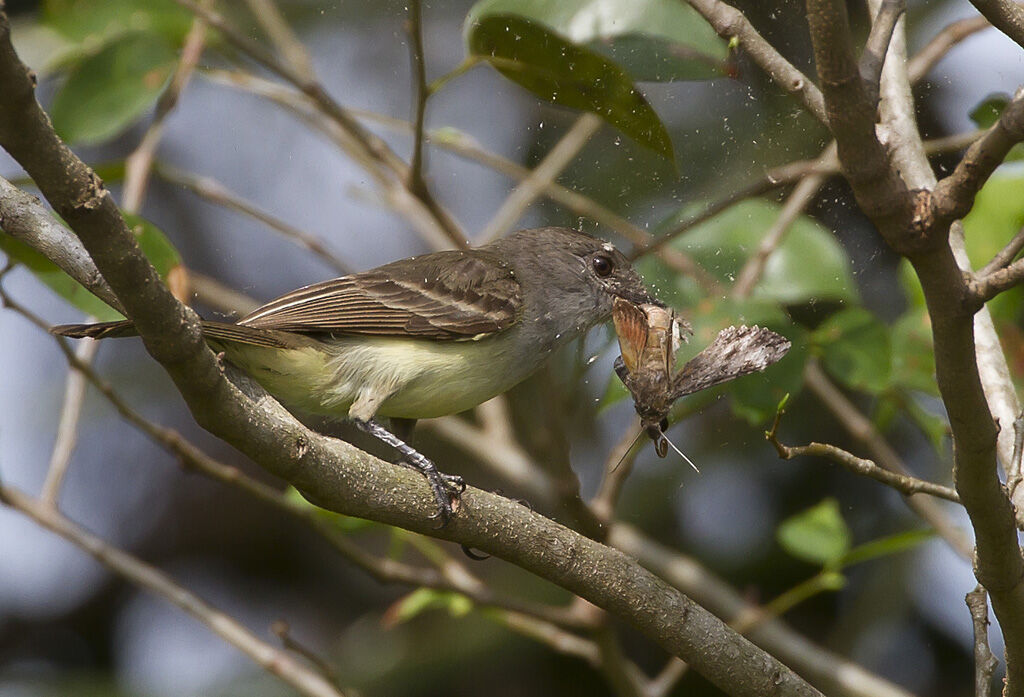 Short-crested Flycatcheradult, feeding habits