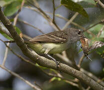 Short-crested Flycatcher