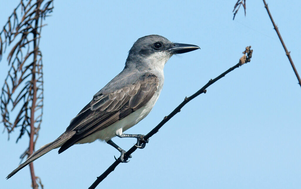 Grey Kingbird