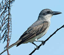 Grey Kingbird