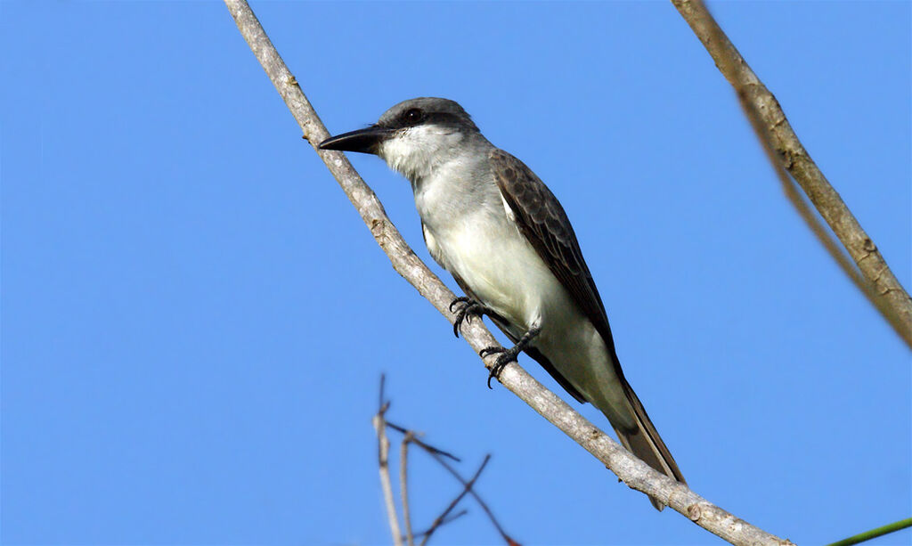 Grey Kingbird, identification