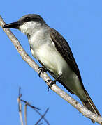 Grey Kingbird