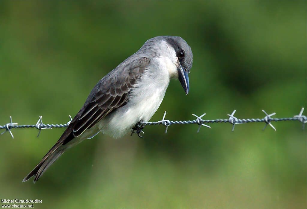 Grey Kingbirdadult, identification, Behaviour