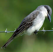 Grey Kingbird